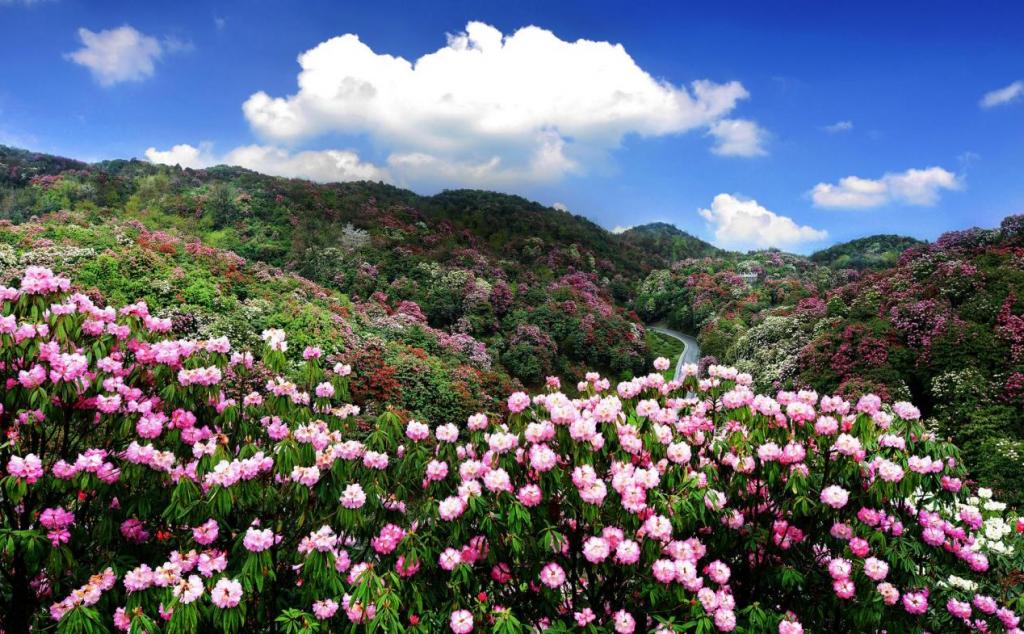 湖南出發(fā)貴陽3日自駕游:賞百里杜鵑-平壩櫻花3日湖南周邊賞花自駕游